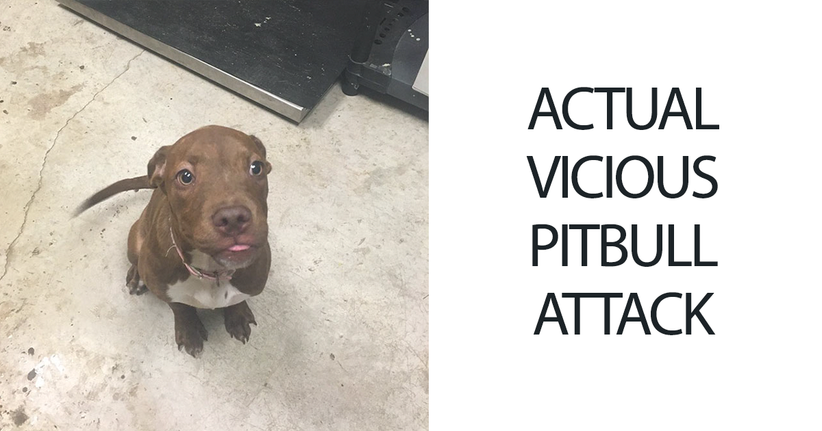 21-Year-Old Inspires People To Share Photos Of “Vicious Pit Bull Attacks”, And It’s Just Too ‘Scary’