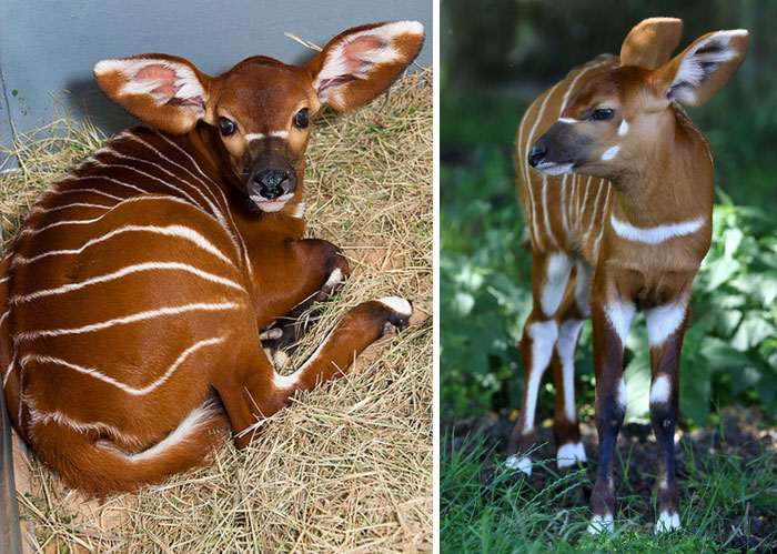 Baby Bongo Laying On A Ground In A Barn 