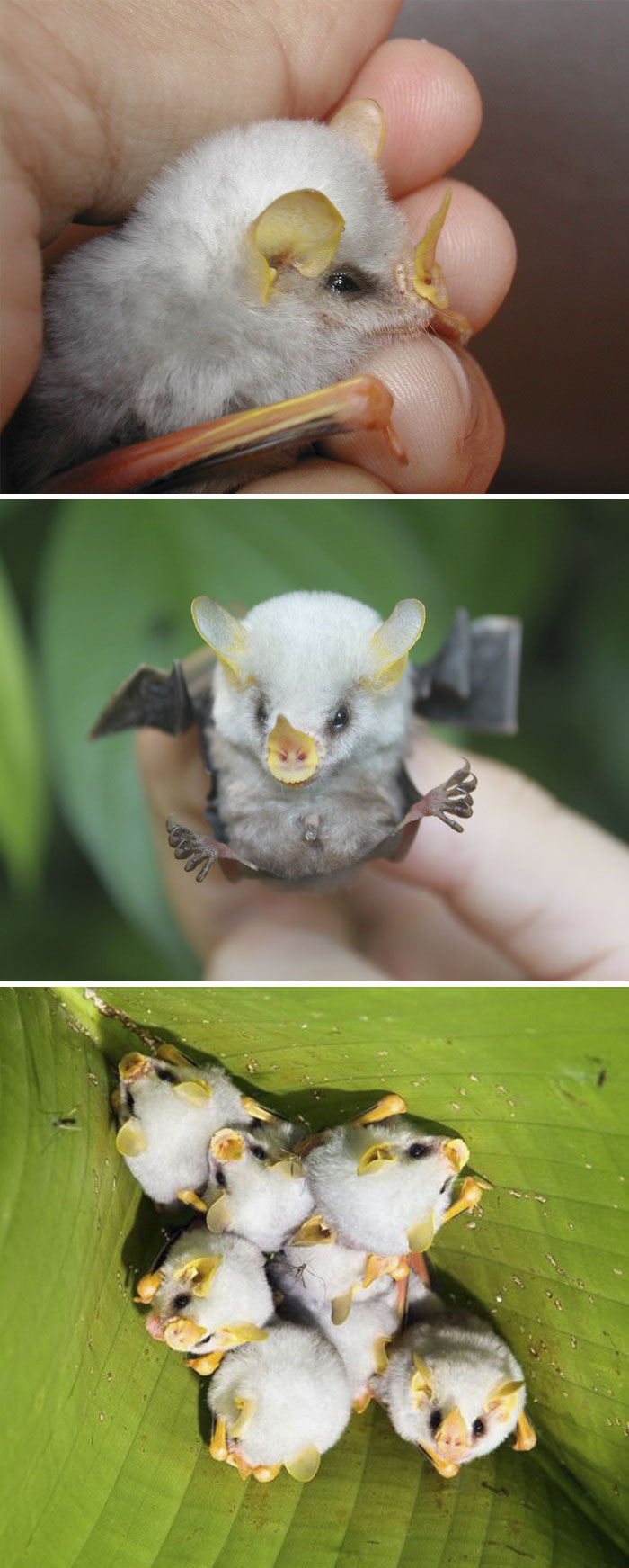 Fluffy Honduran White Bat Baby In Humans Hands 