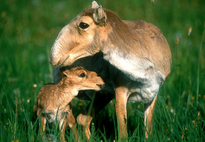 Saiga Baby And Her Mother In A grass Field 