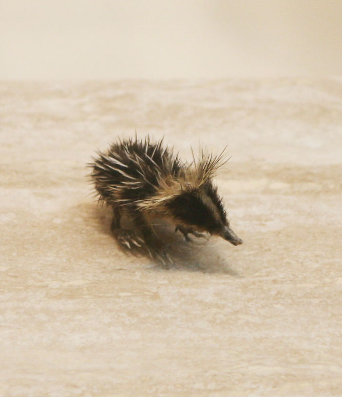 Small Baby Lowland Streaked Tenrec On A Table 