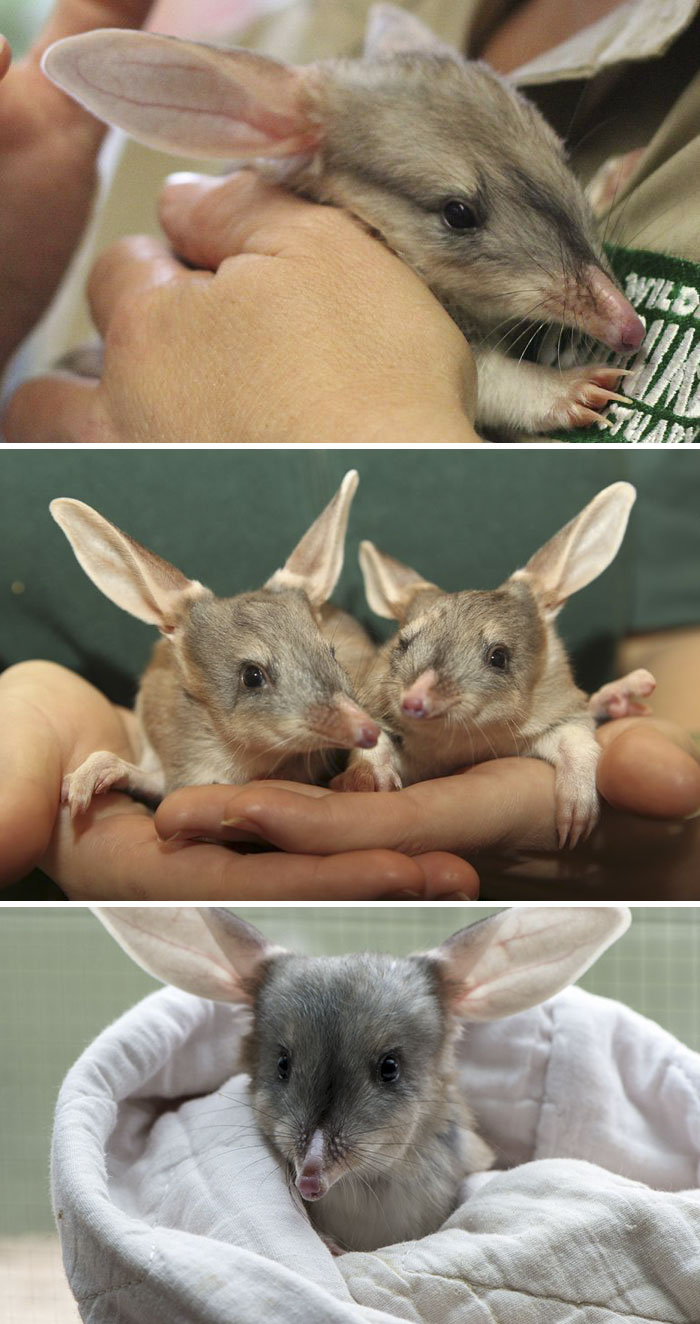 Greater Bilby Baby Laying In Humans Hands 