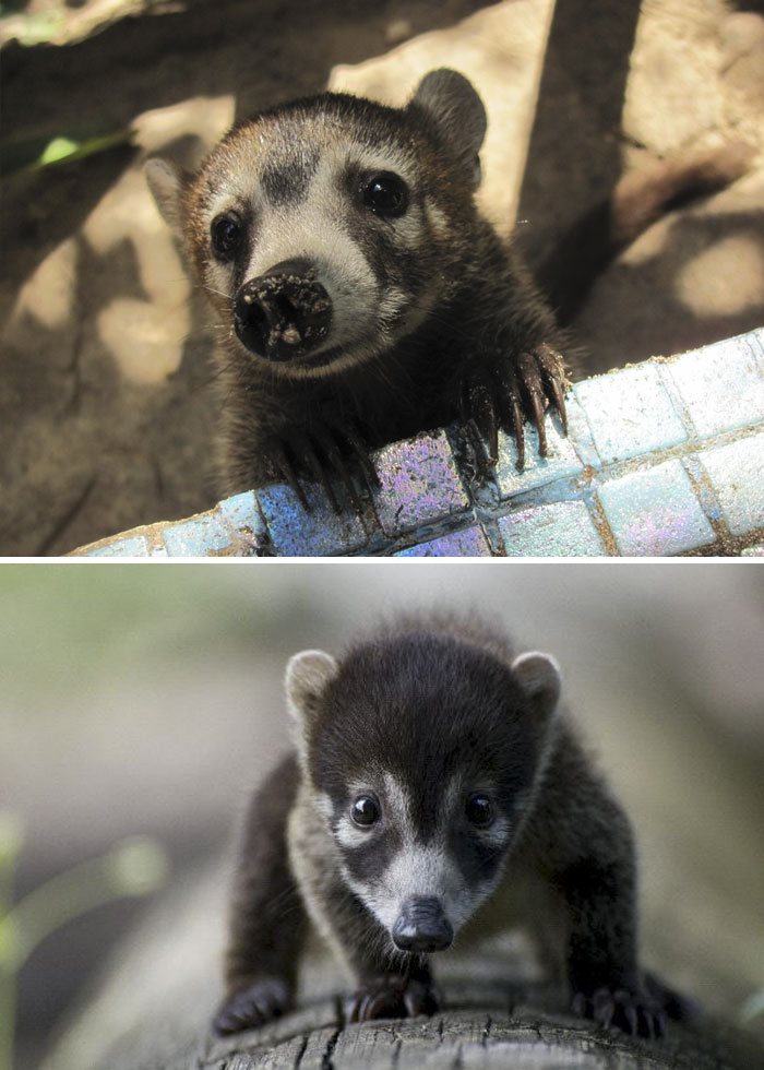 Baby White-Nosed Coati Looking To The Camera 