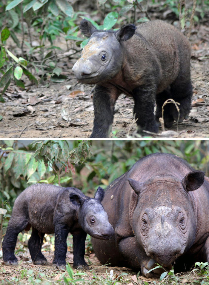 Sumatran Rhino Baby Walking In The Forest 