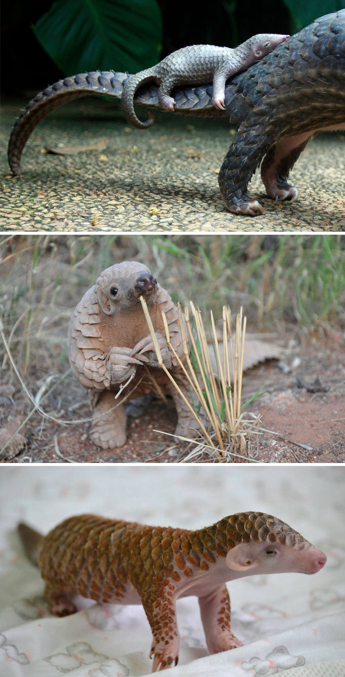 Baby Pangolin On Mothers Tail 