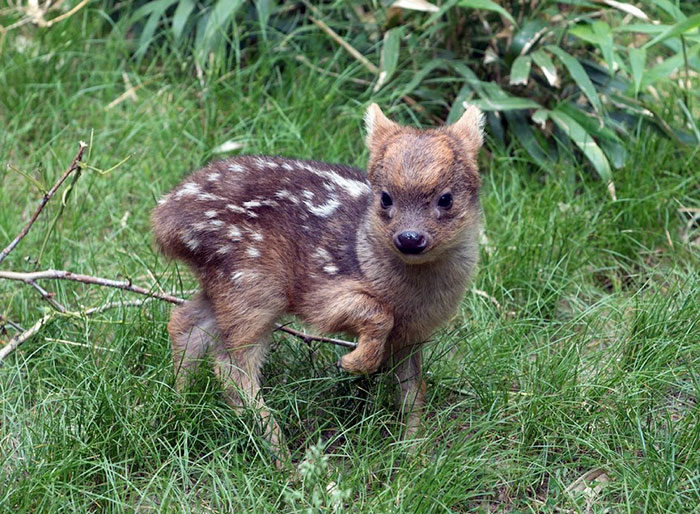 Southern Pudu Fawn In A Forrest With Lifted Leg 