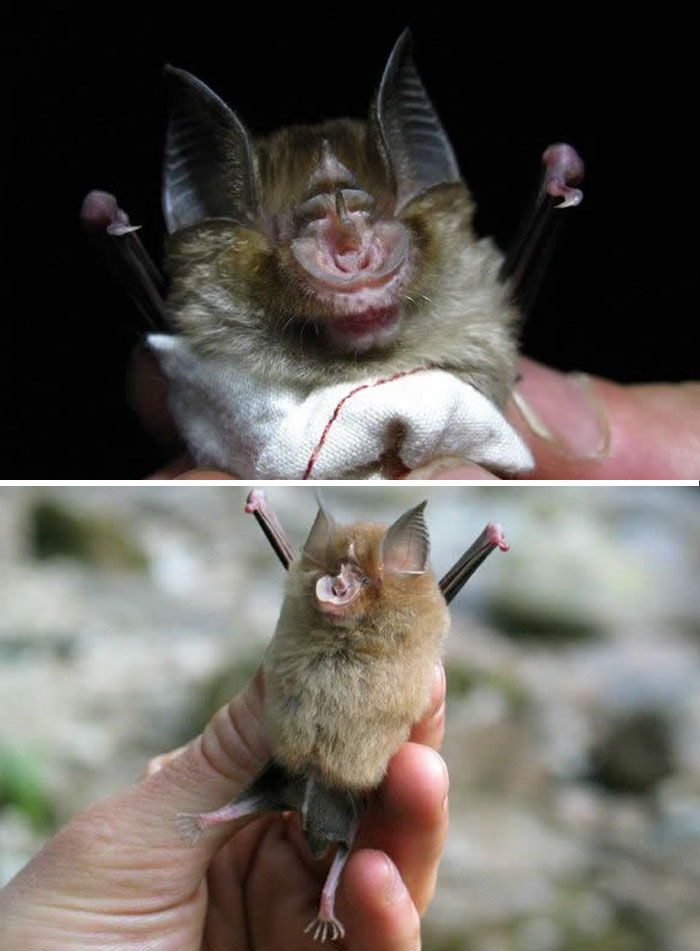 Human Holding Baby African Bat Between His Fingers 
