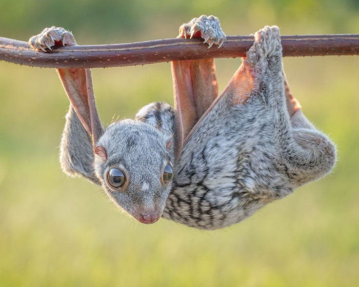 Baby Sunda Colugo Hanging On A Branch 