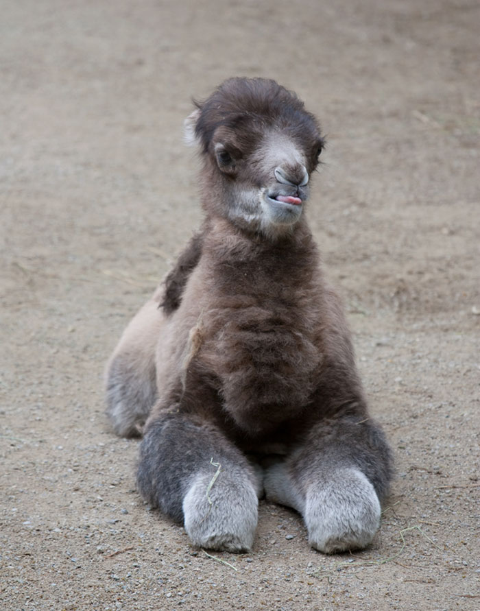 Grey Baby Bactrian Camel Laying On The Ground With His Tongue Out 