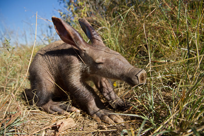 Baby Aardvark With Closed Eyes In A Grass Field 