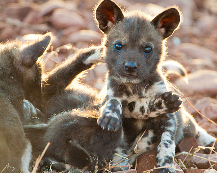 African Wild Dog Puppy Playing With Other Dogs 