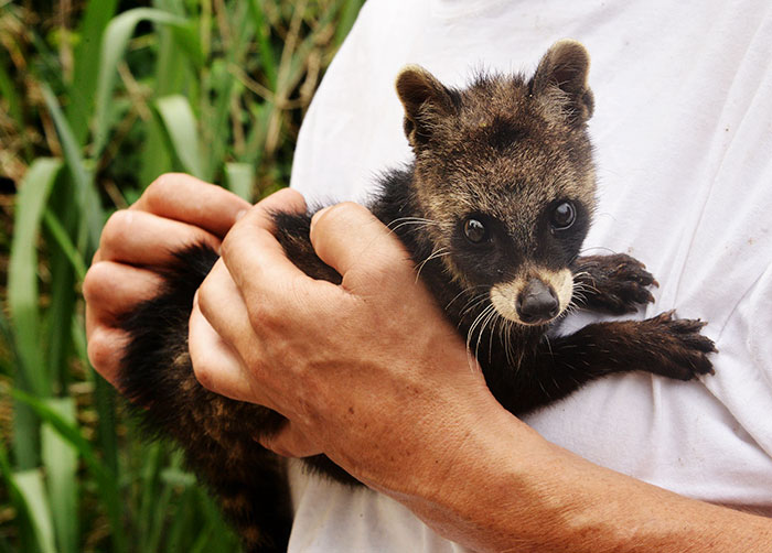 Baby Civet Looking Scared In Humans Hands 