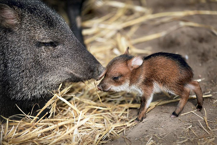 Chacoan Peccary Baby Being Sniffed By His Mother 
