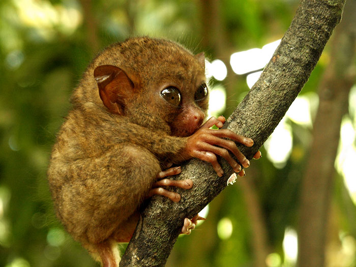 Baby Tarsier In A Treen Holding A Branch 