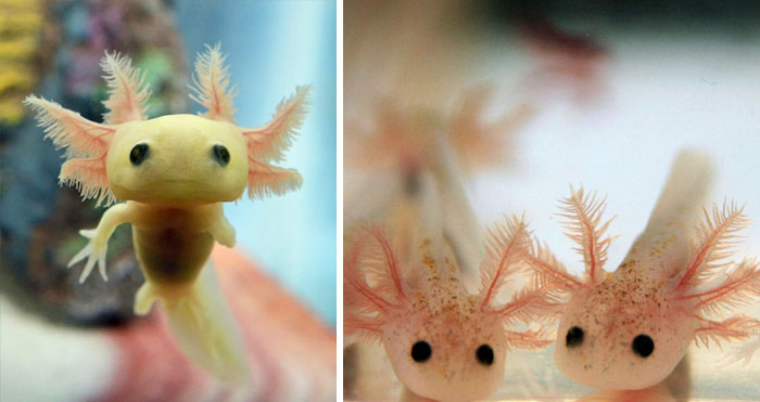 Three Baby Axolotl In An Aquarium