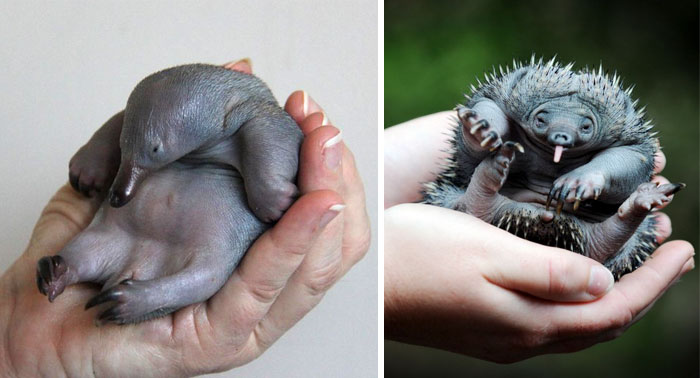 Echidna Puggle Tucked In A Human Palms 
