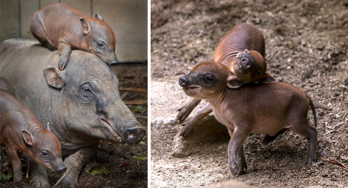 Babirusa Babies And Their Mother Playing With Each Other 