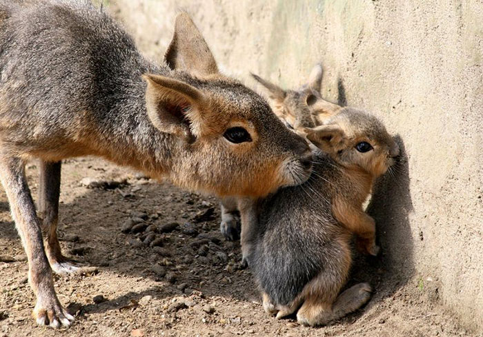 Two Patagonian Mara Babies And Their Mom 