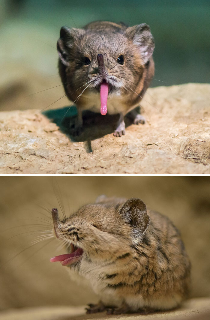 Baby Elephant Shrew Posing With His Tongue Out 