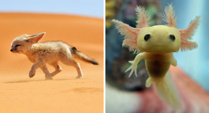 40 Rare Animal Babies You’ve Probably Never Seen Before