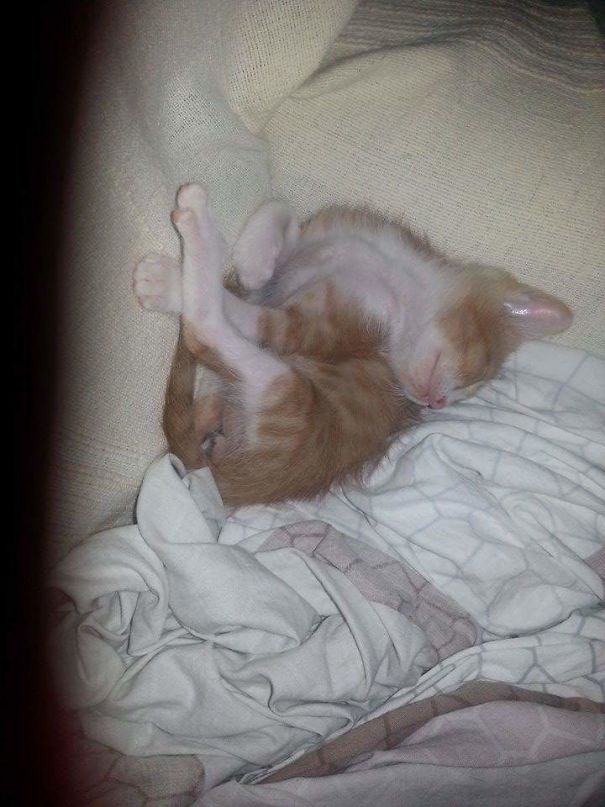 Melted Baby Kitten ")