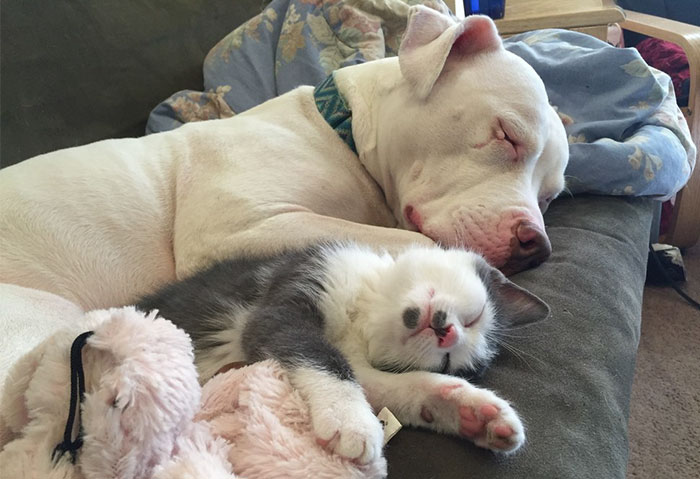 Rescue Pit Bull With Rough Past Becomes Mom To 20 Foster Kittens