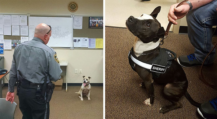 Instead Of Spending $15-$20,000 For Purebred German Shepherds, These Cops Are Getting Rescue Pit Bulls