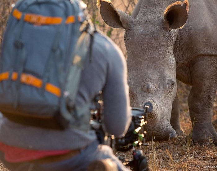 rhino-cameraman-belly-rub-south-africa-5