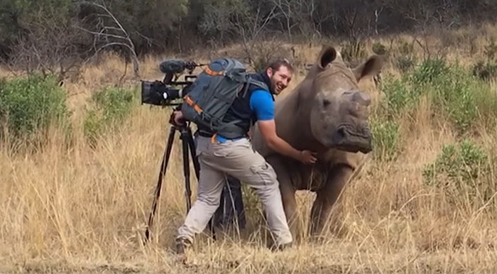 This Wild Rhino Walked Up To A Cameraman, And Demanded A Belly Rub