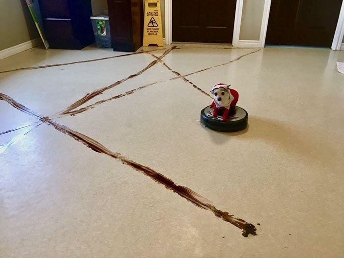 What Happens When Roomba Runs Over Dog Poo In The Middle Of The Night