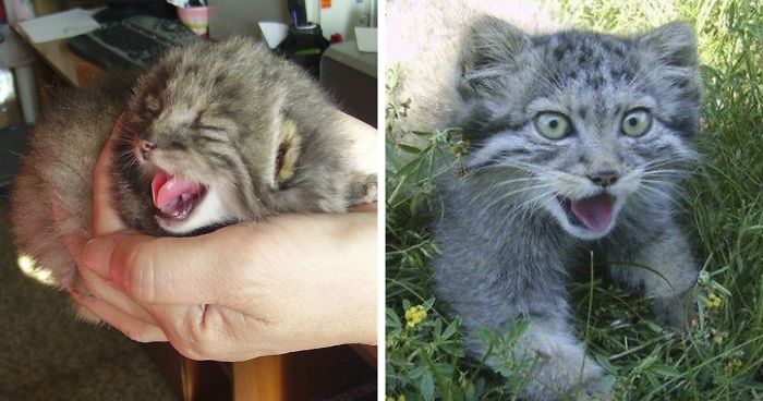 Farmer Surprised After The Kittens He Found Turned Out To Be Something Else