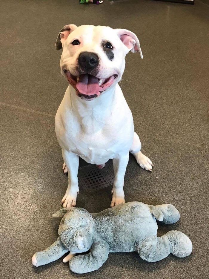 Sad Shelter Dog Whose Only Friend Was This Elephant Toy Learns That He And His Toy Are Getting New Home