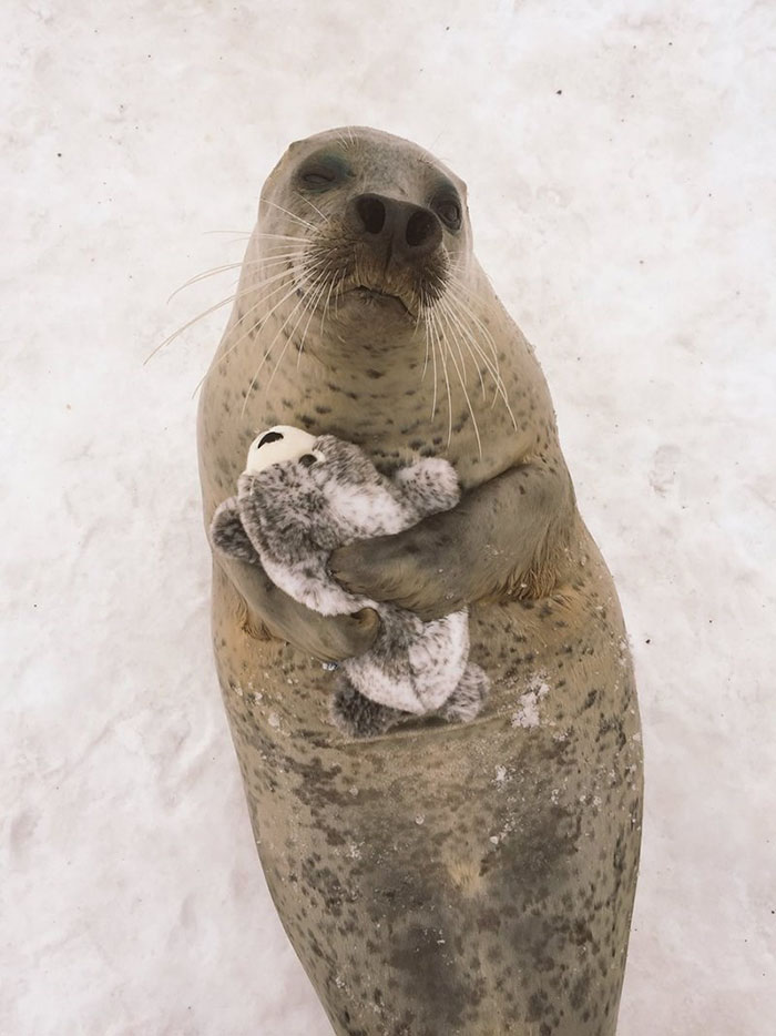 Seal Finds Toy Version Of Itself, Can’t Stop Hugging It