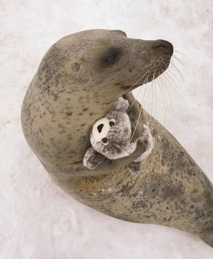 seal-cuddles-plush-toy-3