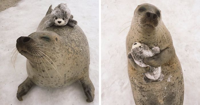 Seal Finds Toy Version Of Itself, Can't Stop Hugging It | Bored Panda