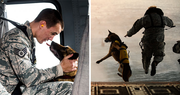 77 Powerful Photos Of Service Dogs That Capture Their Incredible Loyalty