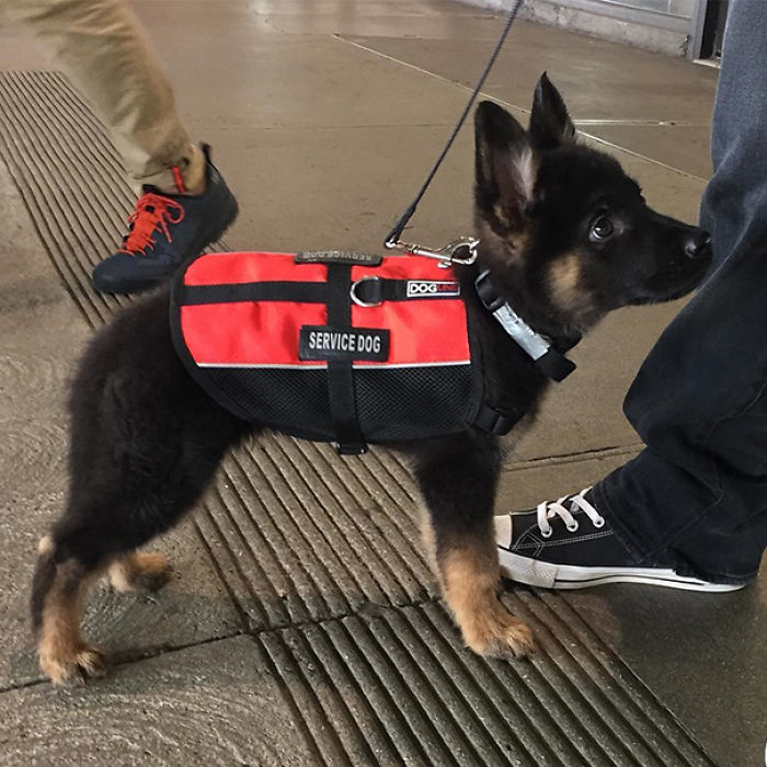 And The Winner For Cutest Service Dog Goes To