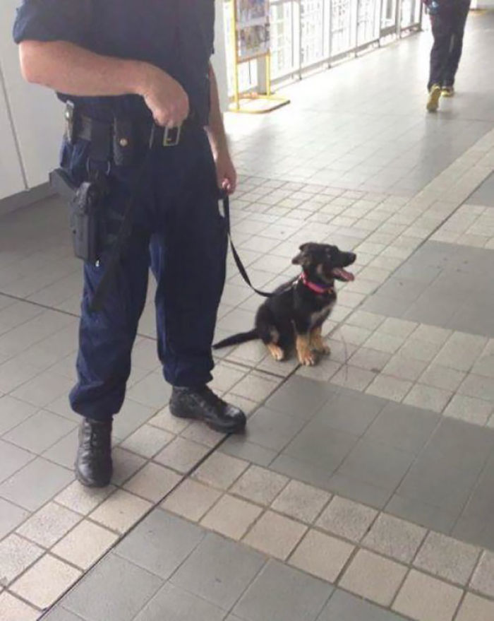 Algún día sere un perro policía grandote