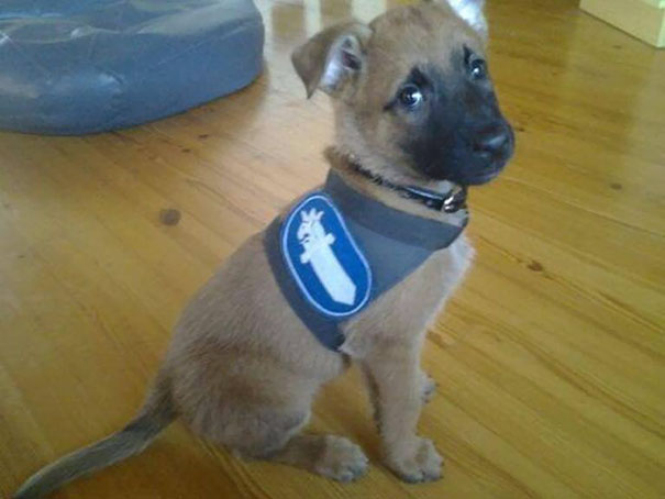 Puppy Joining Finish Police
