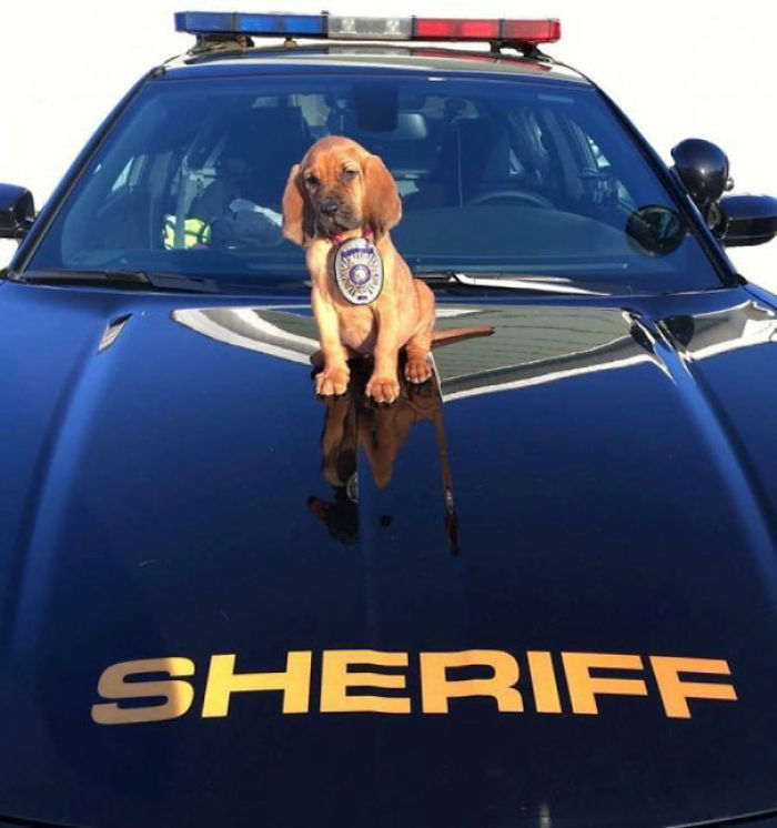 El nuevo sheriff