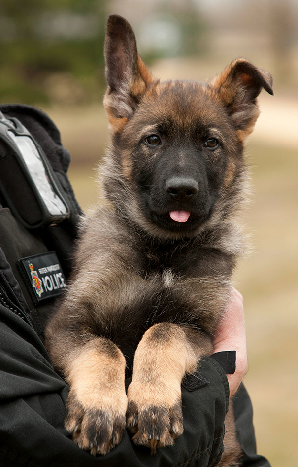 Puppy Mo On His First Day With Greater Manchester Police