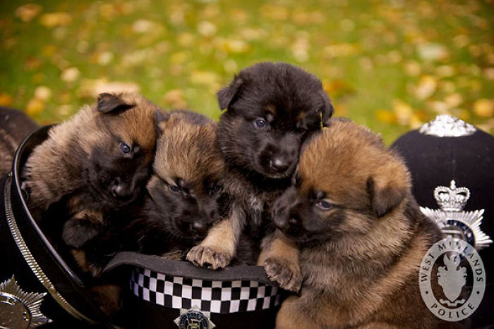 Cachorros de perro policía