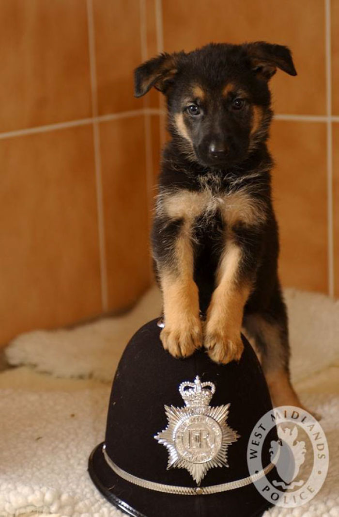 Perro policía de 7 semanas de edad