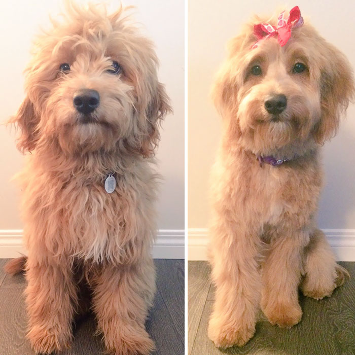 Before And After Hair Cut, How Is She Even The Same Dog?