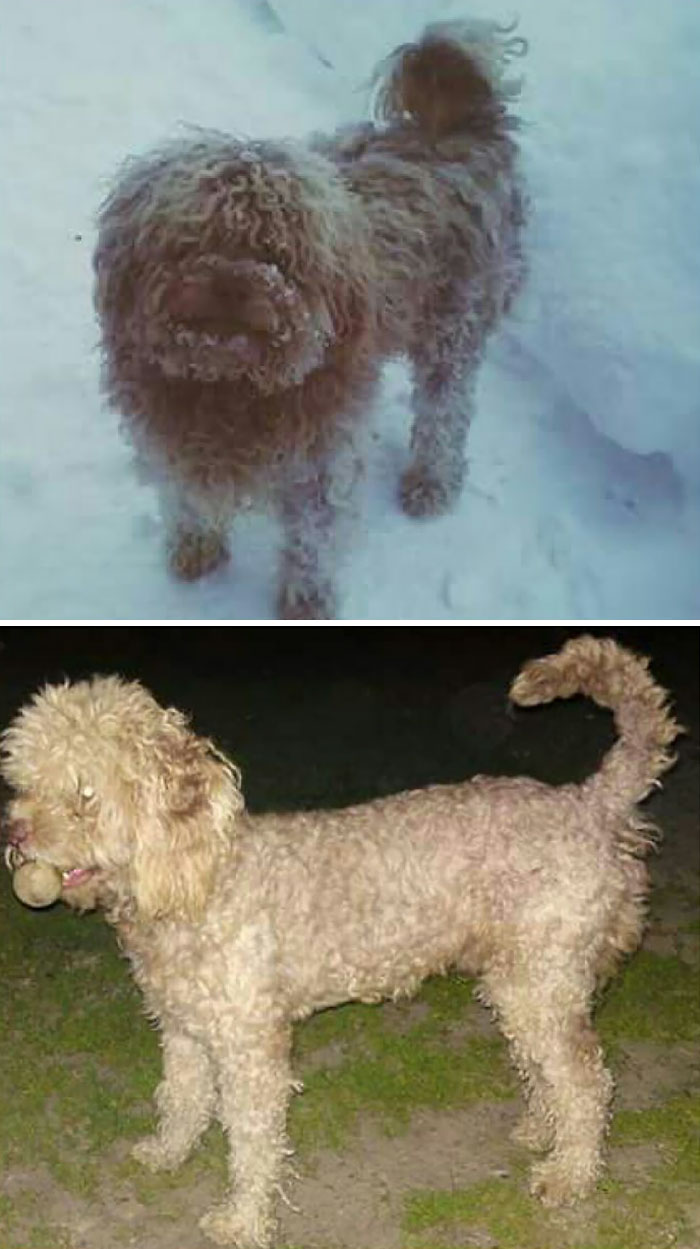 My Dog, During The Winter With Long Hair And During The Summer With Short Hair