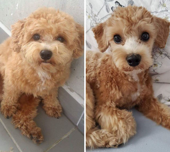 128 Dogs Before And After Their Haircuts Add Yours Bored