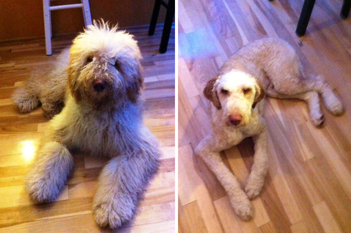 Basile, Before And After His First Shave. He Was A Bit Disgruntled