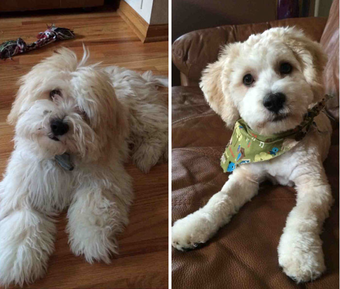 I Almost Thought I Was Picking Up A Different Puppy After Nino Got His First Haircut
