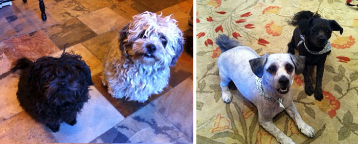 I Present To You My Dogs Before And After Their Haircuts