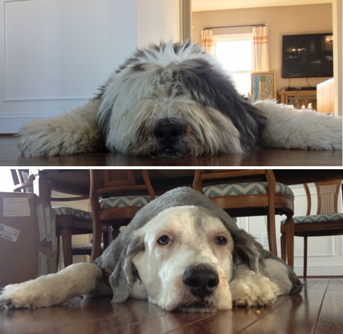 My Old English Sheepdog Before And After His Haircut